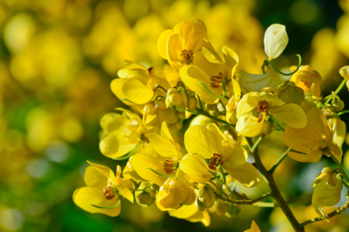 Stattgelbe Blütenrispen der Gewürzrinde. [Foto: AdobeStock_thatreec]