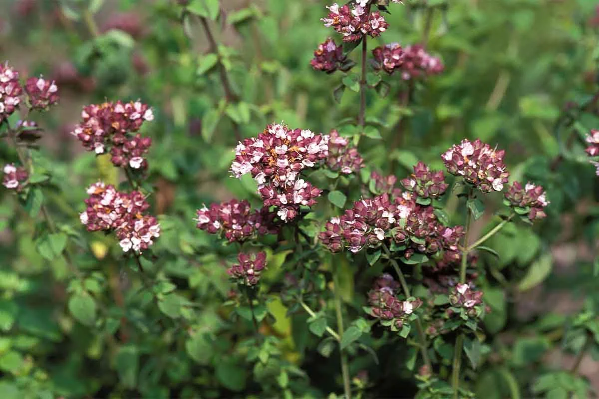 Nach der Bluete sollte Majoran wie Oregano nicht mehr geschnitten werden [Foto: AdobeStock_slowmotiongli]