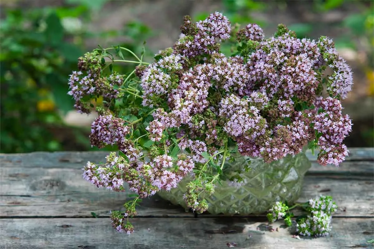 Ein Oregano in einem Topf auf einem Gartentisch aus Holz [Foto: AdobeStock_Обаба-Гала]