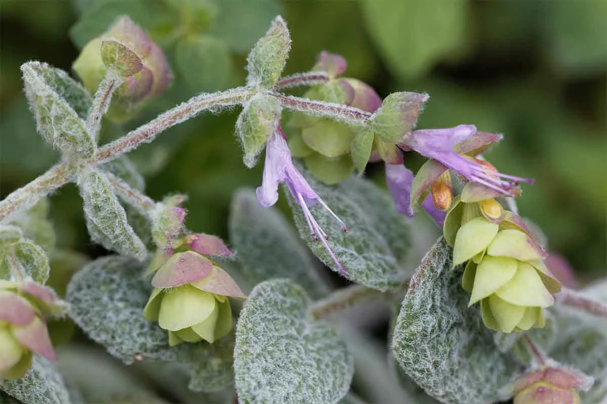 Blueten des Oregano – Close up [Foto: AdobeStock_ChrWeiss]