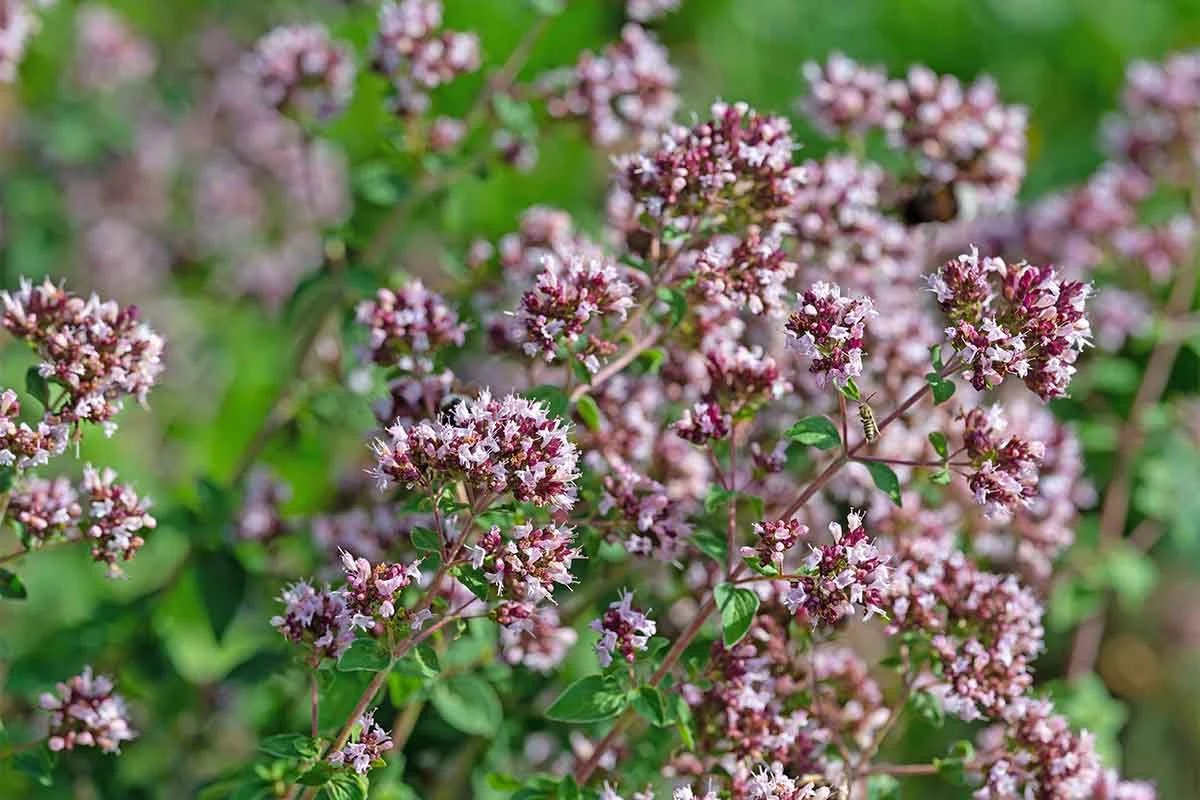 Nahaufnahme von einem Oregano [Foto: AdobeStock_M.-Schuppich]