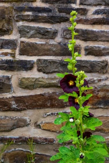 Schwarzrot blühende Stockrose vor gemauerter Wand.