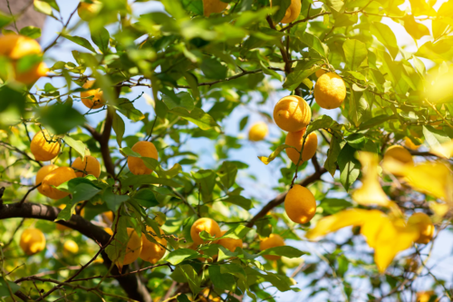 Zitruspflanzen pflegen: Ein Zitronenbaum mit reifen, gelben Zitronen, die an den Zweigen zwischen grünen Blättern hängen. Sonnenlicht fällt durch das dichte Laub, und der blaue Himmel ist im Hintergrund sichtbar.