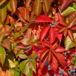 herbstlich gefärbtes Laub des Wilden Weins mit blauen Beeren