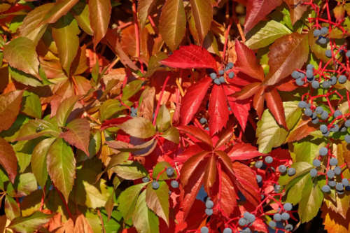 herbstlich gefärbtes Laub des Wilden Weins mit blauen Beeren