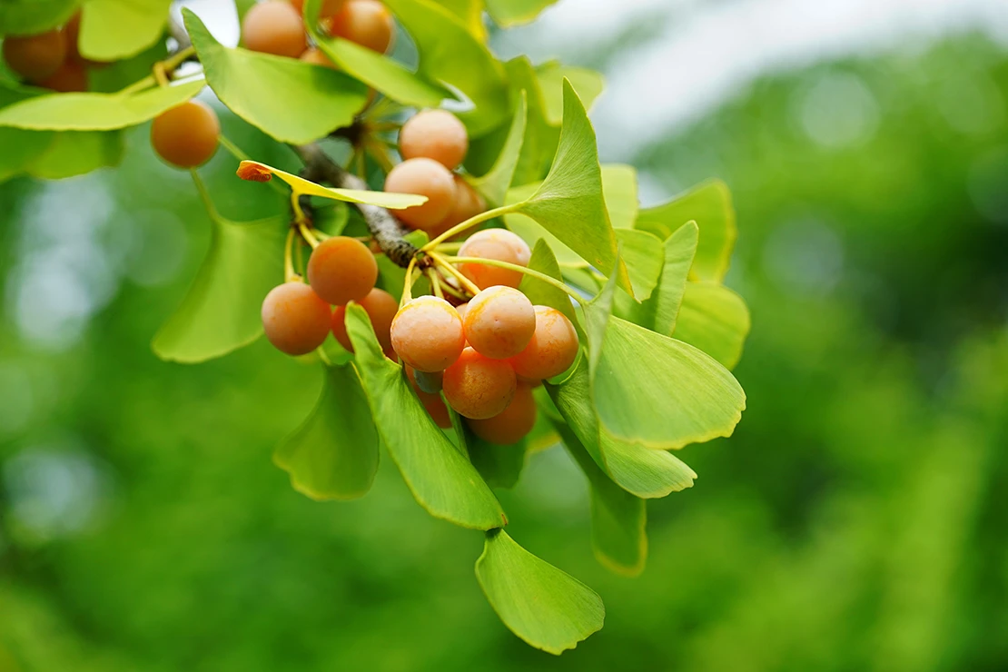 Weiblicher Ginkgo mit runden, orangefarbenen Früchten und hellgrünen Blättern. Foto: AdobeStock_eqroy