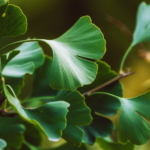 Ginkgo in der Nahaufnahme – fächerförmige, teilweise geteilte Blätter. Foto: AdobeStock_Inna