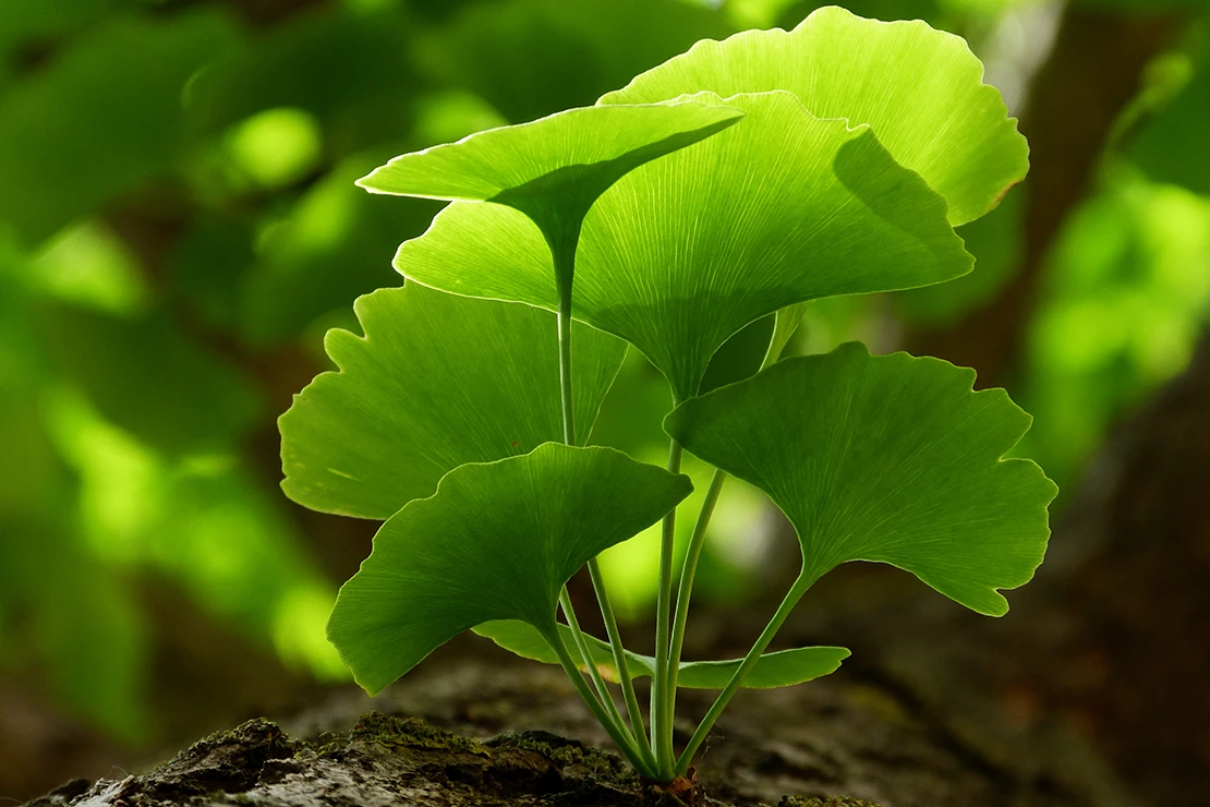 Blick auf den Stamm eines Ginkgos, aus dem mehrere hellgrüne Blätter sprießen. Foto: AdobeStock_Istvan