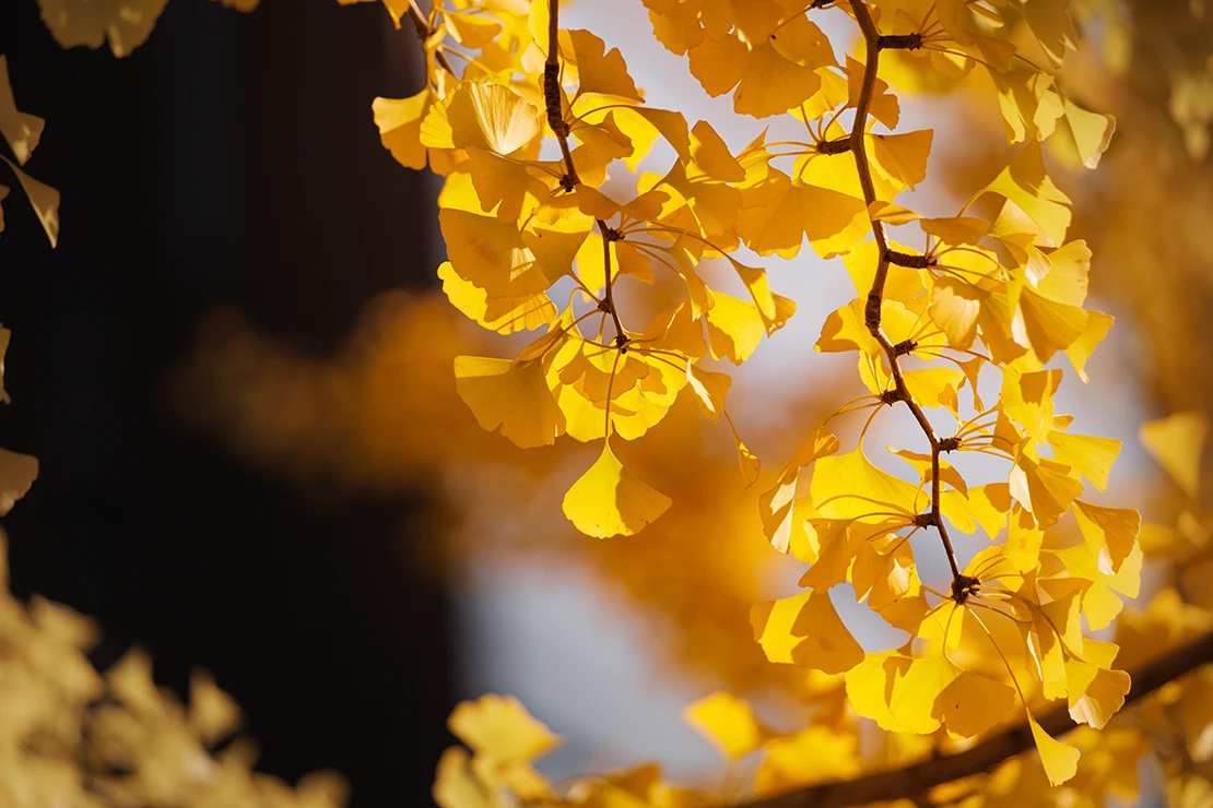 Gelbe Herbstfärbung eines Ginkgos. Foto: AdobeStock_Sepe44