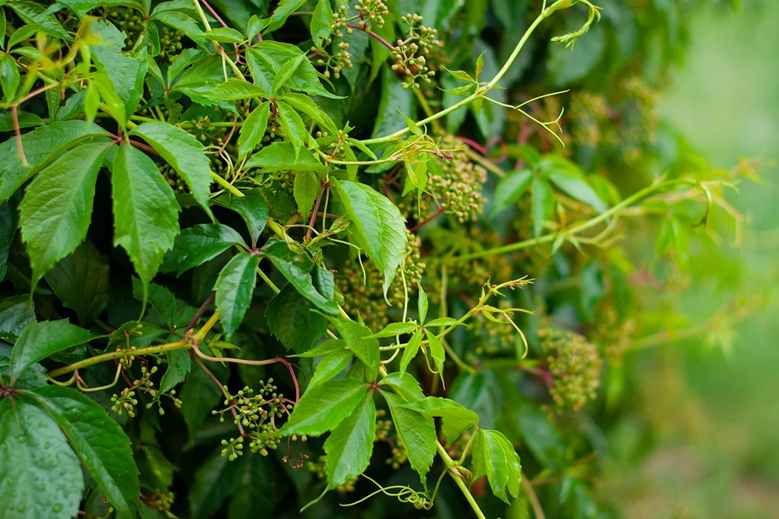 Wilder Wein: Nahaufnahme von grünem Weinlaub, das eine Wand oder ein Gitter bedeckt. Die Blätter sind groß und glänzend, und zwischen ihnen sind kleine, unreife Trauben zu sehen. [Foto: AdobeStock_Анна Зарубина]