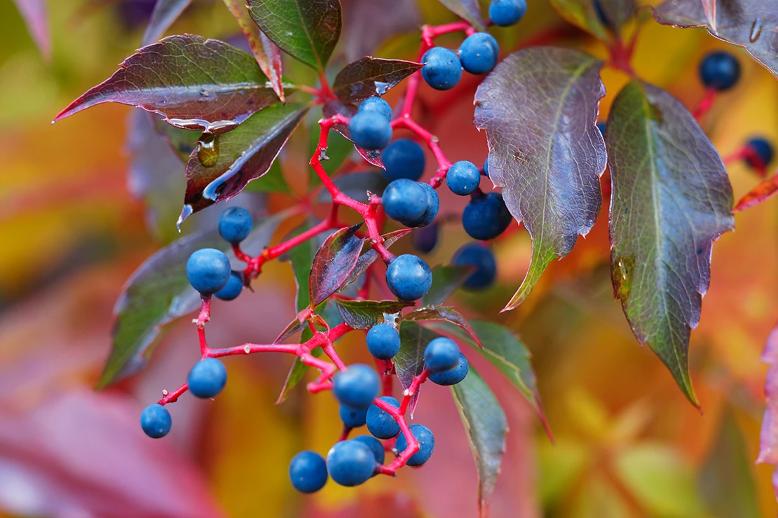 Wilder Wein: Laub mit herbstlich gefärbten Blättern, die eine Mischung aus tiefen Rottönen und dunklen Grüntönen aufweisen. An den roten Stielen hängen kleine, dunkelblaue Beeren. [Foto: AdobeStock_Marc]