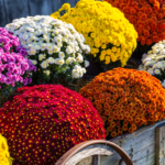 Das Bild zeigt mehrere große, kugelförmige Chrysanthemenbüsche in verschiedenen Farben (weiß, rot, gelb orange, pink), die in einem alten Holzwagen arrangiert sind. [Foto: AdobeStock_George Sheldon]