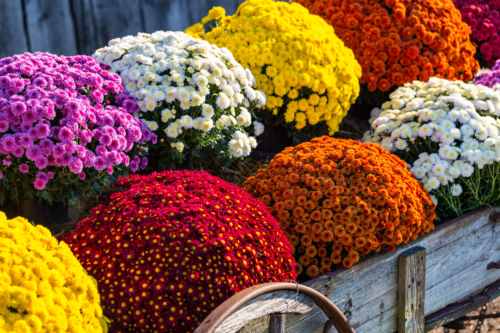 Das Bild zeigt mehrere große, kugelförmige Chrysanthemenbüsche in verschiedenen Farben (weiß, rot, gelb orange, pink), die in einem alten Holzwagen arrangiert sind. [Foto: AdobeStock_George Sheldon]