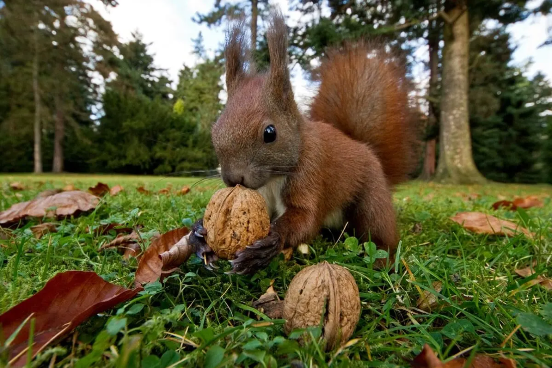 Eichhörnchen mit Walnuss im Maul