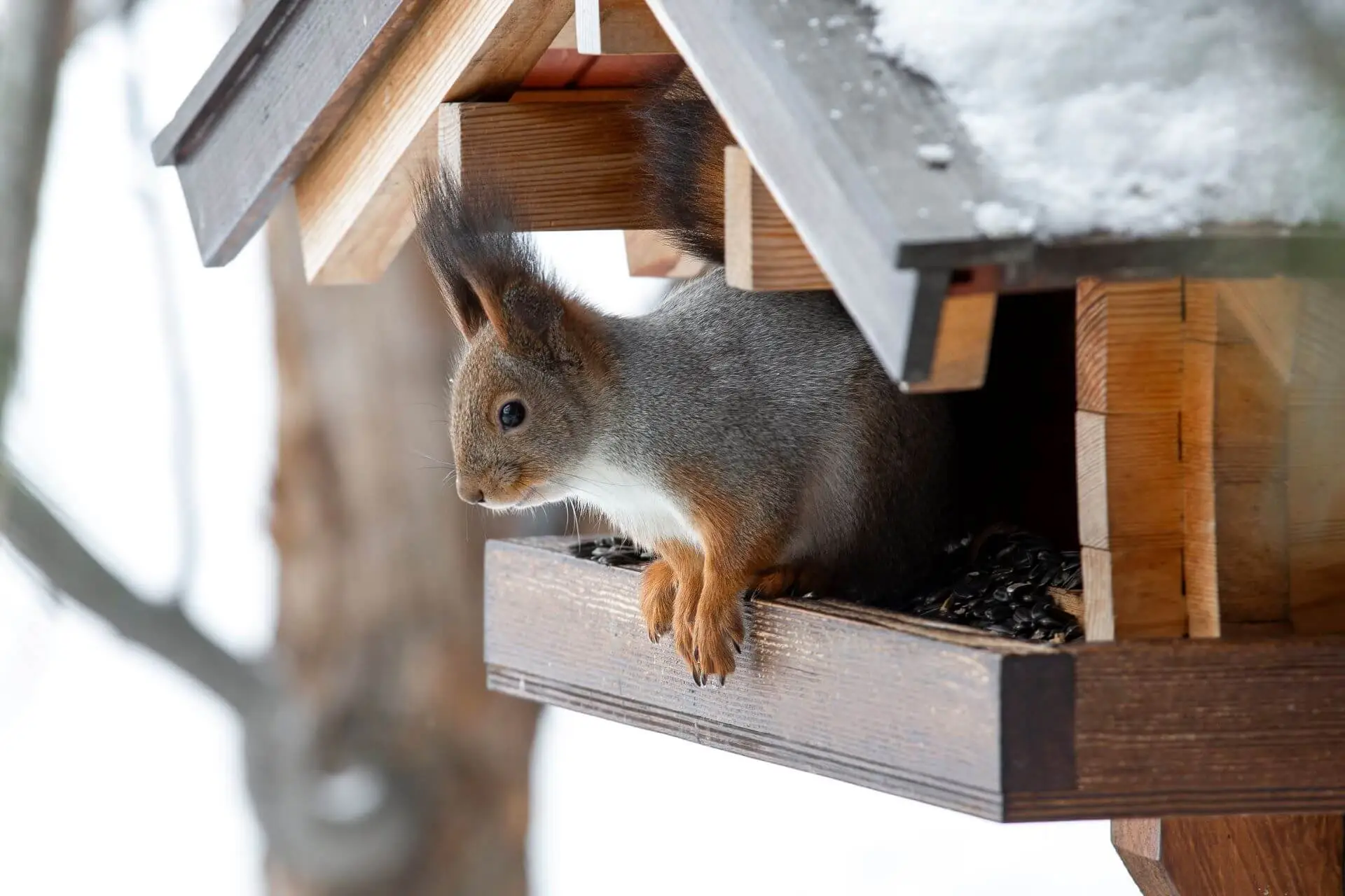 Eichhörnchen schaut aus einem schneebedeckten Futterhaus