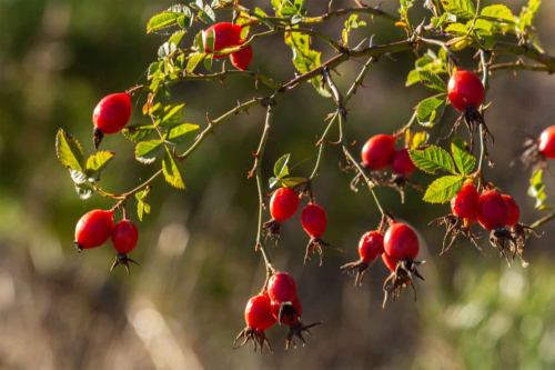 Strauch mit Hagebutten [Foto: AdobeStock_Oleh Marchak]