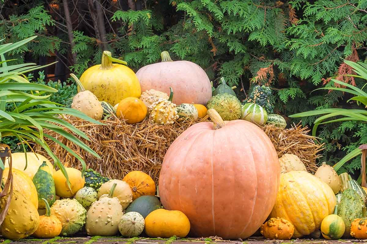 Kuerbisse neben Heuballen auf einem Hof [Foto: AdobeStock_Ralf Geithe]