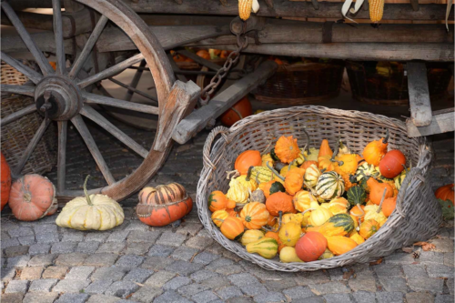 Zierkuerbisse in einem Korb auf einem Markt [Foto: AdobeStock_Fotolyse]