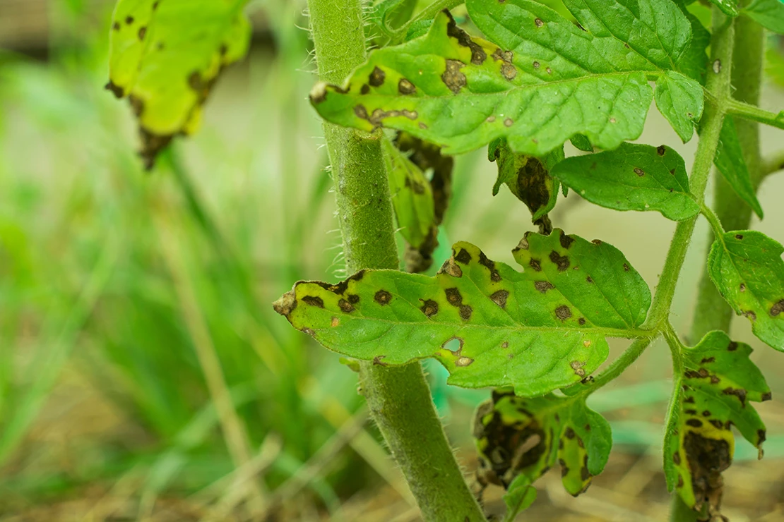 Nahaufnahme einer im Garten wachsenden Gurkenpflanzen. Zu sehen sind der Stiel der Pflanze im unteren Bereich und mehrere Blätter. Auf den Blättern sind mehrere kleine braune Stellen zu sehen, die auf die Blattfleckenkrankheit hindeuten. [Foto: AdobeStock_Yevhenii]