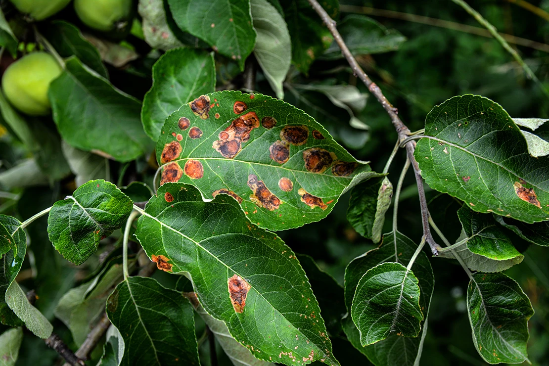 Blattfleckenkrankheit an einem Apfelbaum. Das Foto zeigt den Ausschnitt eines Apfelbaumes. An mehreren der dunkelgrünen lanzettlichen Blätter sind rundliche braunrote Stellen zu erkennen.