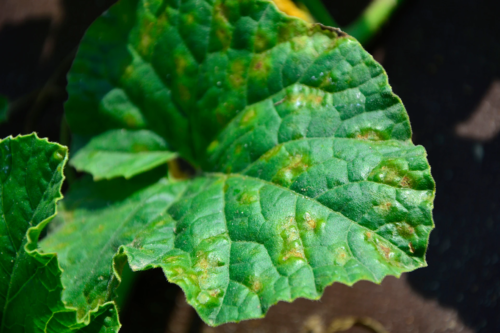 Das Blatt einer Gurkenpflanze in der Nahaufnahme. Kleine gelbe Flecken, verursacht durch die Blattfleckenkrankheit, sind zu sehen. [Foto: AdobeStock_kateej]