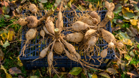 Mehrere hellbraune Dahlienknollen, deren Stiele eingekürzt wurden, liegen auf einer umgedrehten schwarzen Plastikkiste, die auf dem mit buntem Herbstlaub bedeckten Gartenboden platziert ist. [Foto: AdobeStock_andreaobzerova]