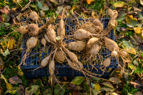 Mehrere hellbraune Dahlienknollen, deren Stiele eingekürzt wurden, liegen auf einer umgedrehten schwarzen Plastikkiste, die auf dem mit buntem Herbstlaub bedeckten Gartenboden platziert ist. [Foto: AdobeStock_andreaobzerova]