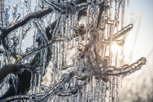 Frostschäden – eine Nahaufnahme von mit Eis bedeckten Ästen, die im Sonnenlicht glitzern. Filigrane Eiszapfen hängen von den Zweigen und brechen das Licht. [Foto: AdobeStock_ Bluepilot]