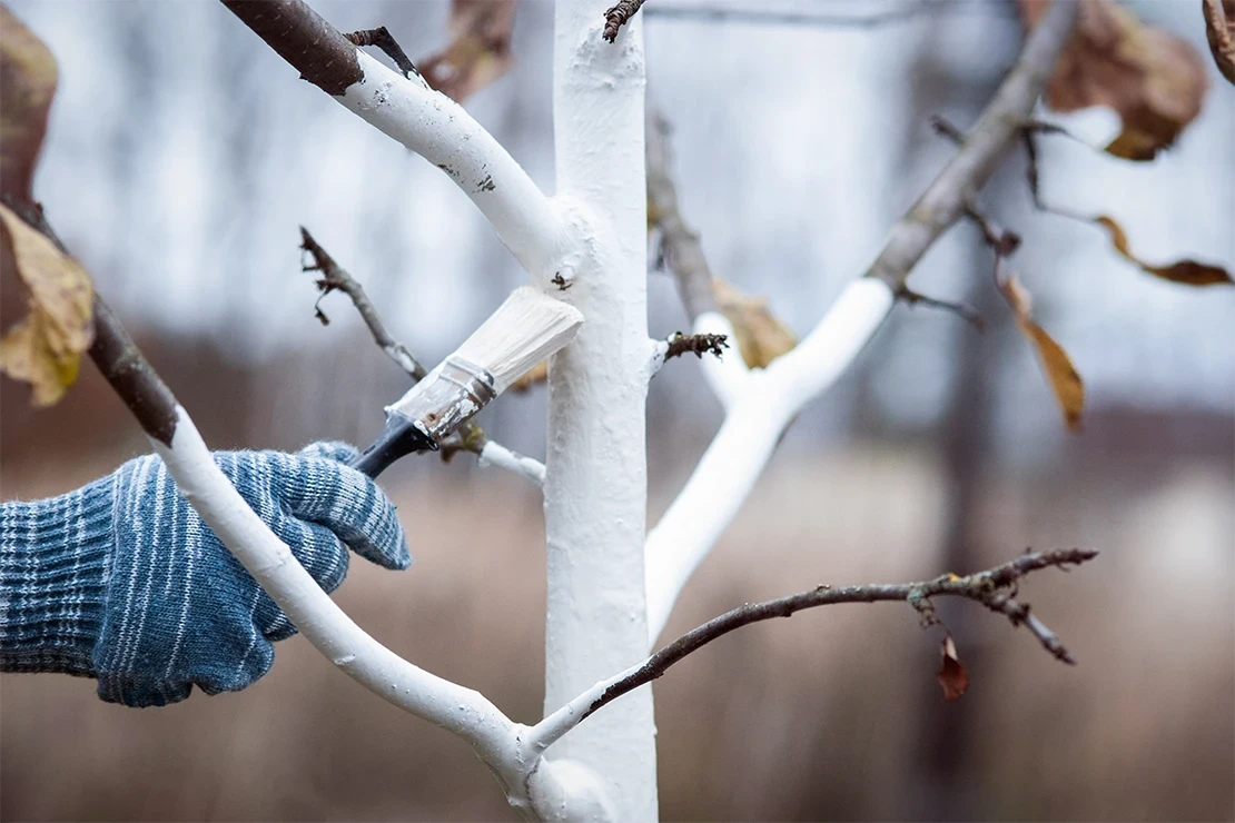 Eine Person mit blau-weiß gestricktem Handschuh streicht die Äste eines Baumes mit weißer Schutzfarbe an. Dieser Schutzanstrich soll den Baum vor Frostschäden und Temperaturschwankungen schützen. Im Hintergrund ist eine unscharfe, natürliche Winterlandschaft zu sehen. [Foto: AdobeStock_Enso]