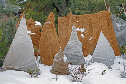 Mit Jute und Vlies abgedeckte Pflanzen stehen im winterlichen, schneebedeckten Garten.