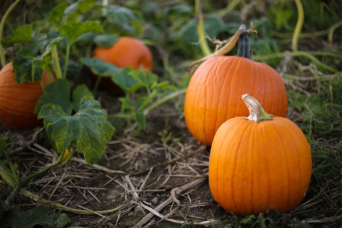 Kuerbisse kurz vor der Ernte – Kuerbis ernten und Lagern im Herbst [Foto: AdobeStock_holly]