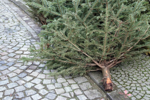 Abgeschmückte Tannenbäume liegen nach Weihnachten auf einer Pflastersteinstraße