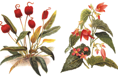 Das Bild zeigt zwei botanische Illustrationen von Pflanzen mit roten Blüten. Auf der linken Seite sieht man eine Flamingoblume, eine Pflanze mit geschwungenen roten Blüten und länglichen, grünen Blättern. Auf der rechten Seite ist eine Begonie abgebildet, die größere rote Blüten und kleinere Blätter mit gezackten Rändern hat.